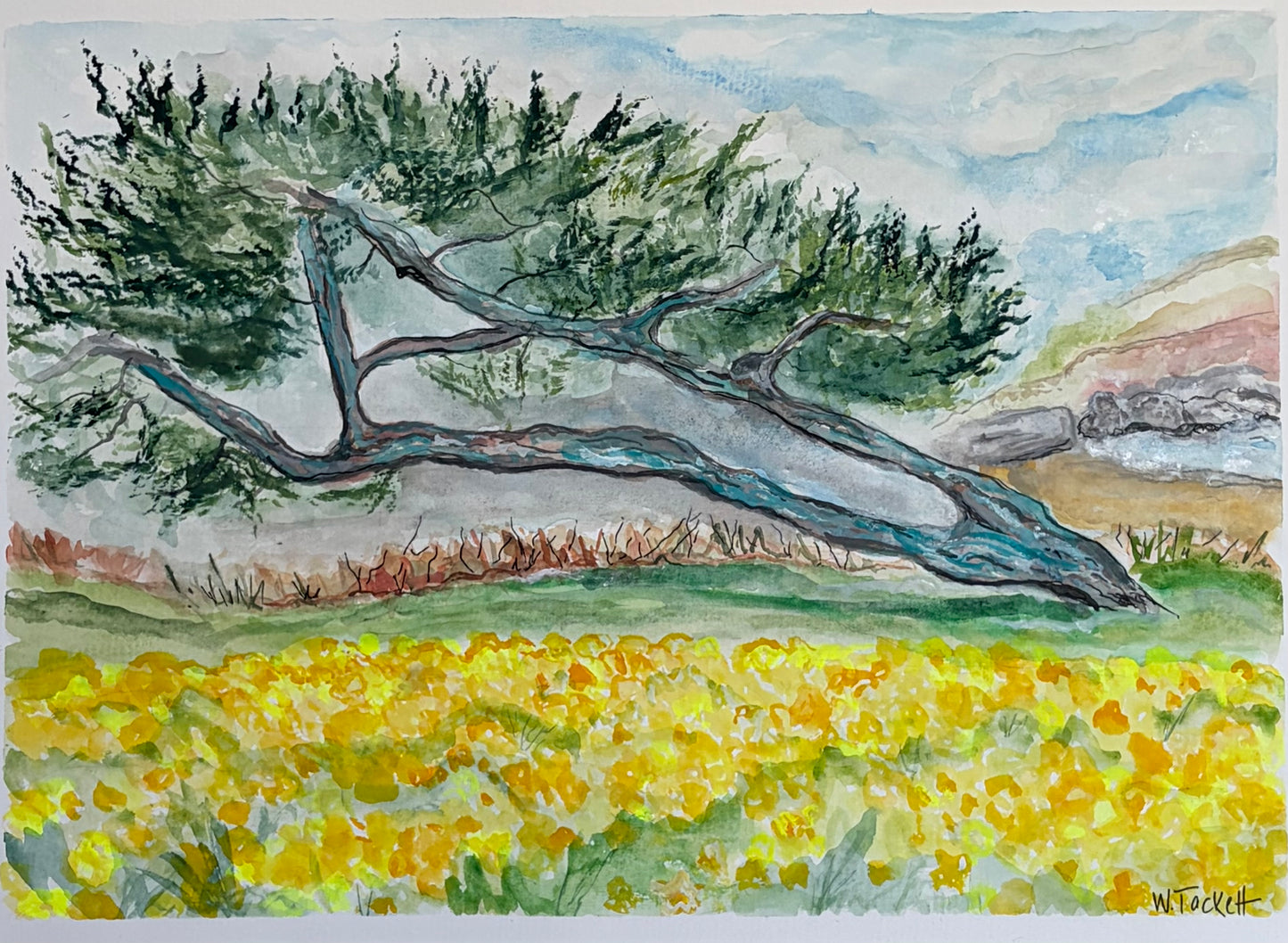 Wind-bent Pine Over a Sea of Gold