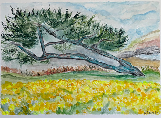 Wind-bent Pine Over a Sea of Gold